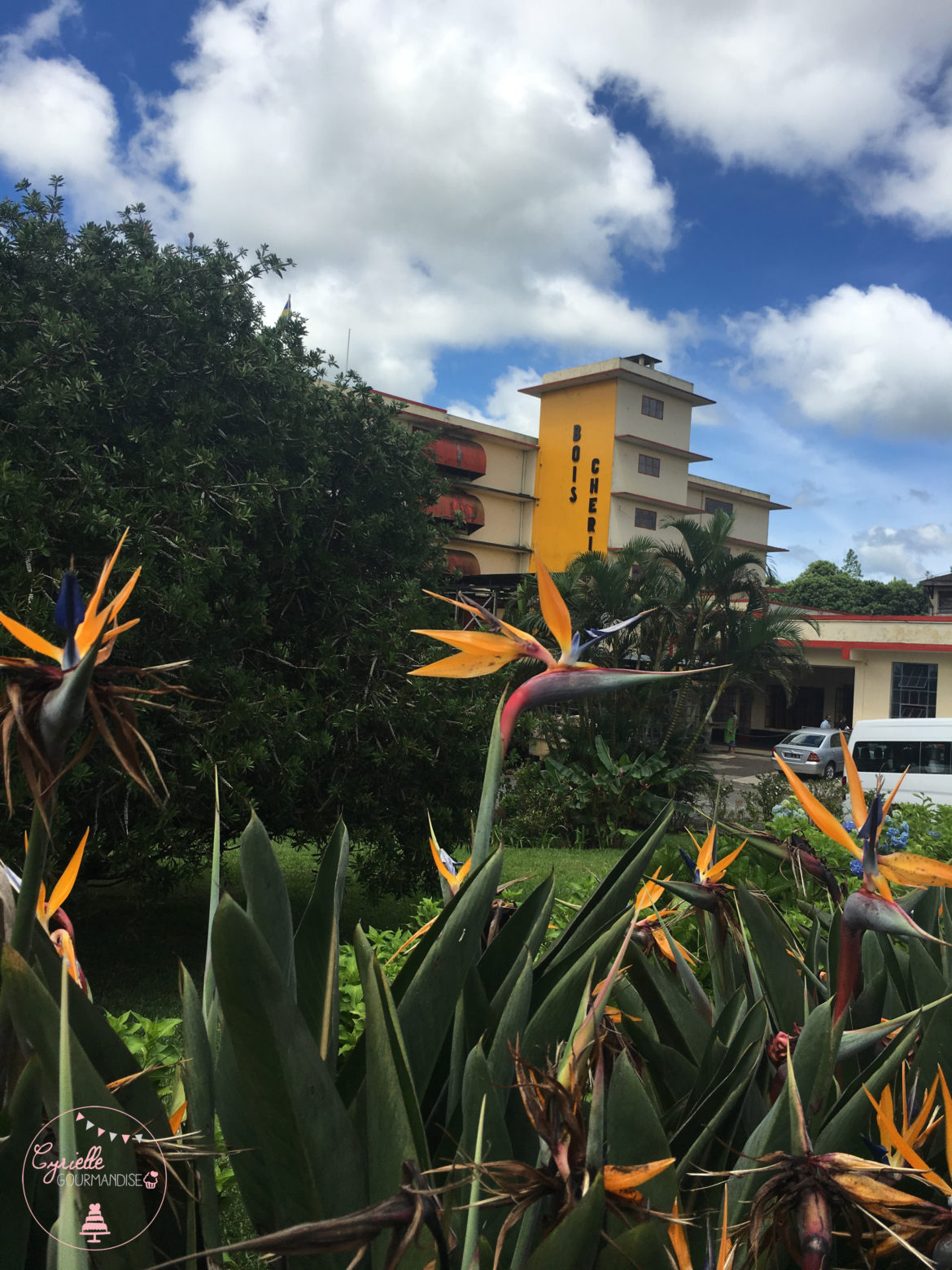 Sur la Route du Thé – Bois Chéri – Ile Maurice ♥